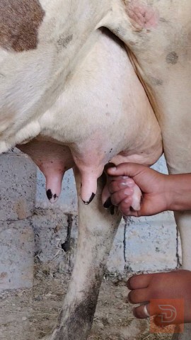 دابة ام بجر شرط على الحليب للبيع في ميسان