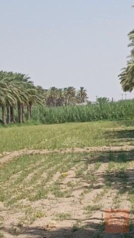 أرض زراعية 20 دونم للبيع في الأنبار
