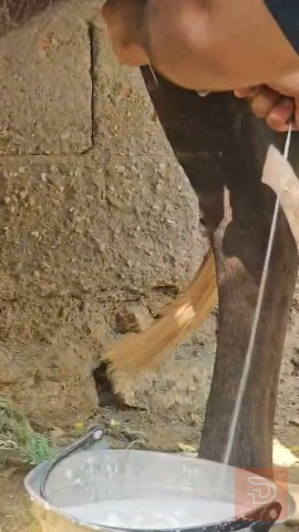 بقر للبيع في البصرة