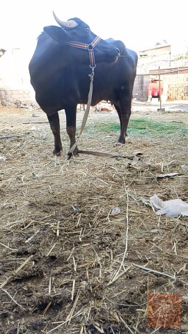بقر للبيع في البصرة