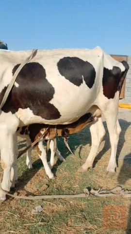 دابة هولشتاين مطفلة للبيع في بغداد