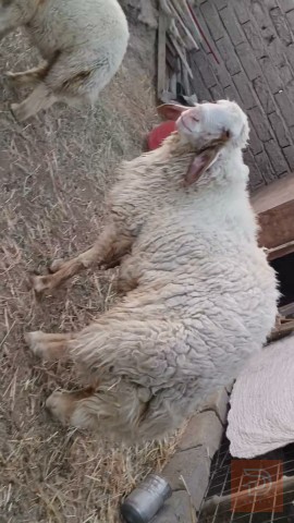 فحل ورجين مكفول مستعمل للبيع في ذي قار