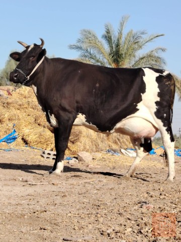 أبقار مستعمل للبيع في بابل