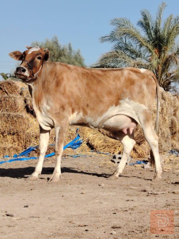 أبقار مستعمل للبيع في بابل