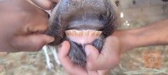 هايشه ثالث بطن راكبه شهرين للبيع في البصرة