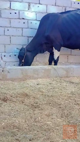 بجر هولشتاين حليب للبيع في بابل