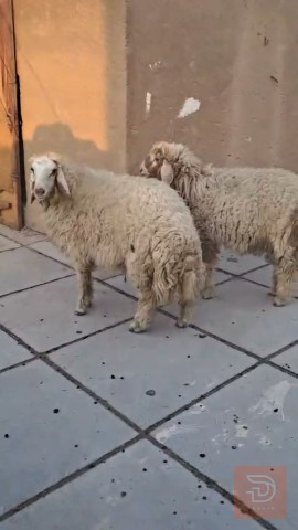 طلايان كبار للبيع في البصرة