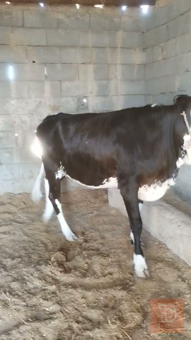 ببغاء بكر استرالي للبيع في ميسان