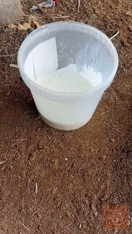طائر أسترالي للبيع في ميسان