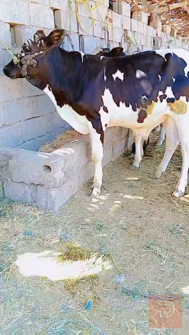 عجول درجة أولى خشانه فول للبيع في بابل