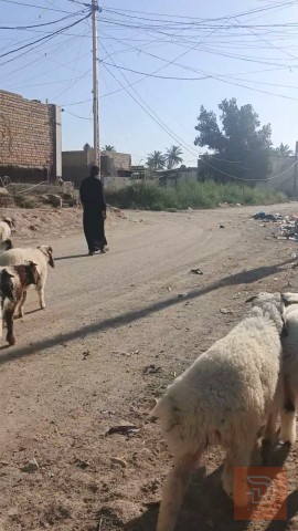طليان فحل عدد 25 للبيع في الديوانية