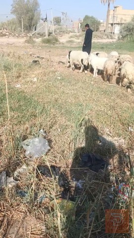 طليان فحل عدد 25 للبيع في الديوانية