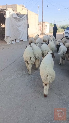 طليان فحل عدد 25 للبيع في الديوانية
