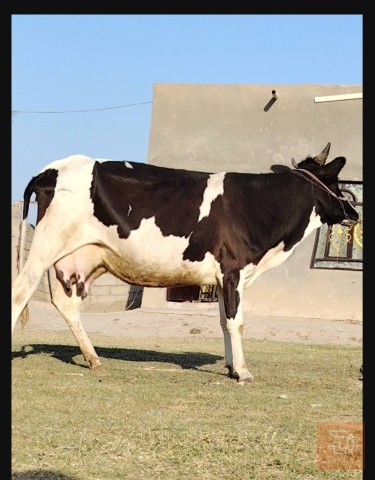 بقرة فريزيه منتجة للحليب للبيع في بابل