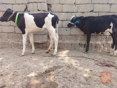 فحل ونثية فريزيات مشروطات للبيع في بابل