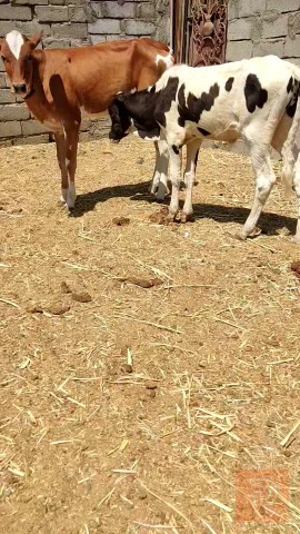 عجل وبجر مآل رباط البصرة القرنه للبيع