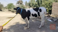 هاشة فول اول بطن للبيع في النجف الأشرف