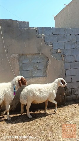 نعاج توائم للبيع في البصرة