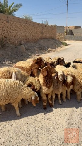 زوج فطيمه مال مجنوي للبيع في بغداد