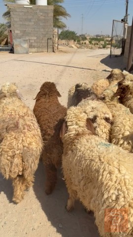 زوج فطيمه مال مجنوي للبيع في بغداد