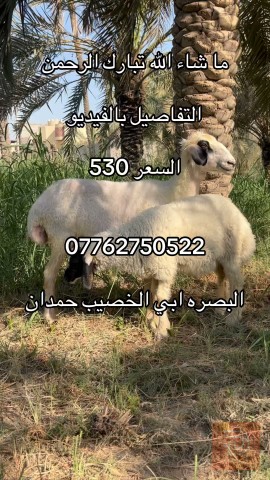 مطلوب شراي لحيوان اليفة في ميسان