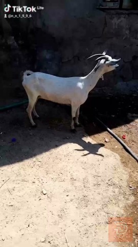 قطريه ام 3 بطن مستعمل للبيع في ذي قار