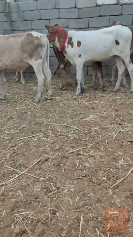 عجول وبجر في البصرة للبيع