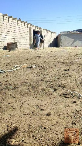 ابقار للبيع في البصرة