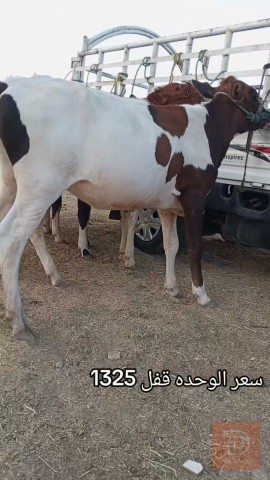 حلال نوادر عدد 7 مستعمل للبيع في بغداد