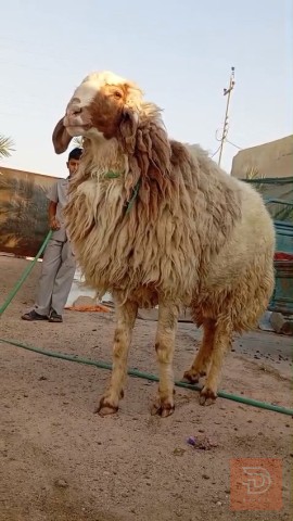 ورجين مكفول شرط الكراع للبيع في البصرة