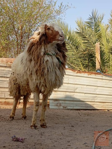 ورجين مكفول شرط الكراع للبيع في البصرة