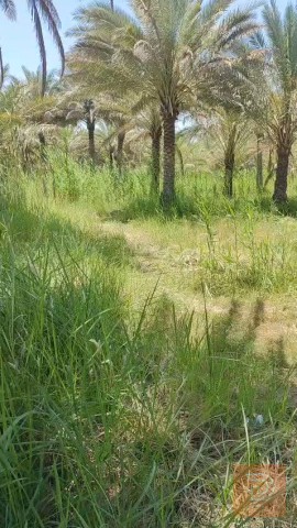 بستان بمساحة 5 دوانم للبيع في كربلاء المقدسة