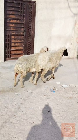 نعجة للبيع في البصرة