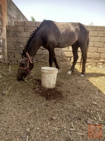 حصان عمر 3 سنوات للبيع في البصرة
