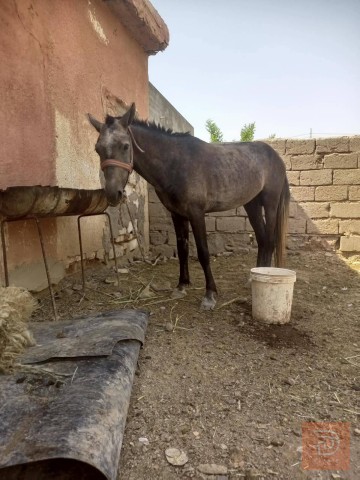 حصان عمر 3 سنوات للبيع في البصرة