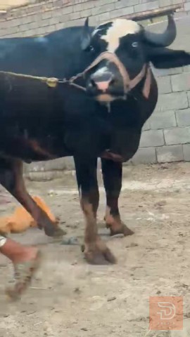 بچر فراتيه من امهات اصايل للبيع في ذي قار