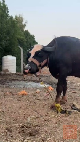بچر فراتيه من امهات اصايل للبيع في ذي قار