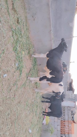 عجول فريزيات حر خشانه للبيع في بابل