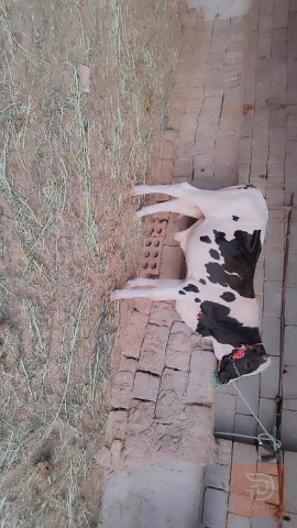 عجول فريزيات حر خشانه للبيع في بابل