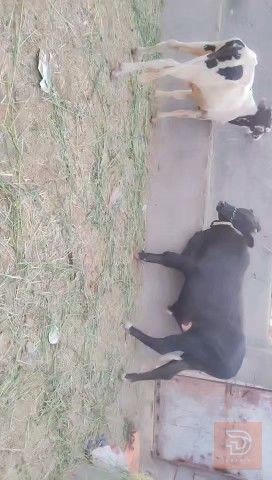 عجول فريزيات حر خشانه للبيع في بابل