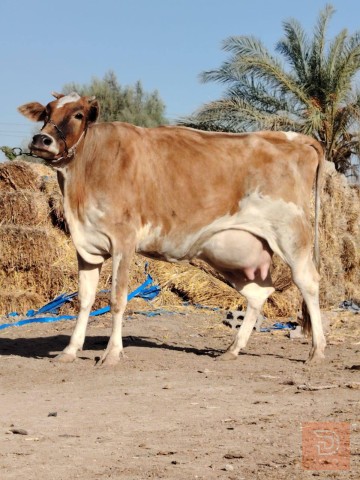 بقرة للبيع في بابل
