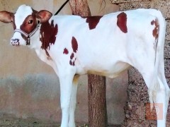 حيوان أليف عمر 7 اشهر
