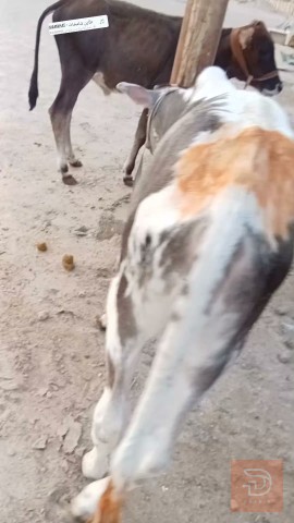 عجول مالات رباط للبيع في البصرة