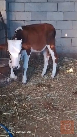 عجل حلو للبيع في البصرة