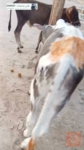 عجول رباط للبيع في البصرة