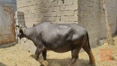 جاموسة وفحل وابنها للبيع في ميسان