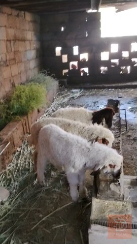 طليان للبيع في واسط