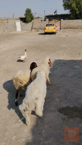 طليان للبيع في واسط