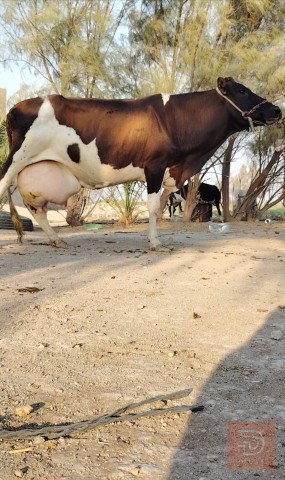 بقرة هولشتاين بجر تلقيح للبيع في بابل