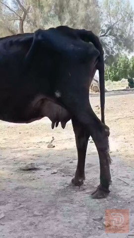 هاشة لجبه للبيع في بابل